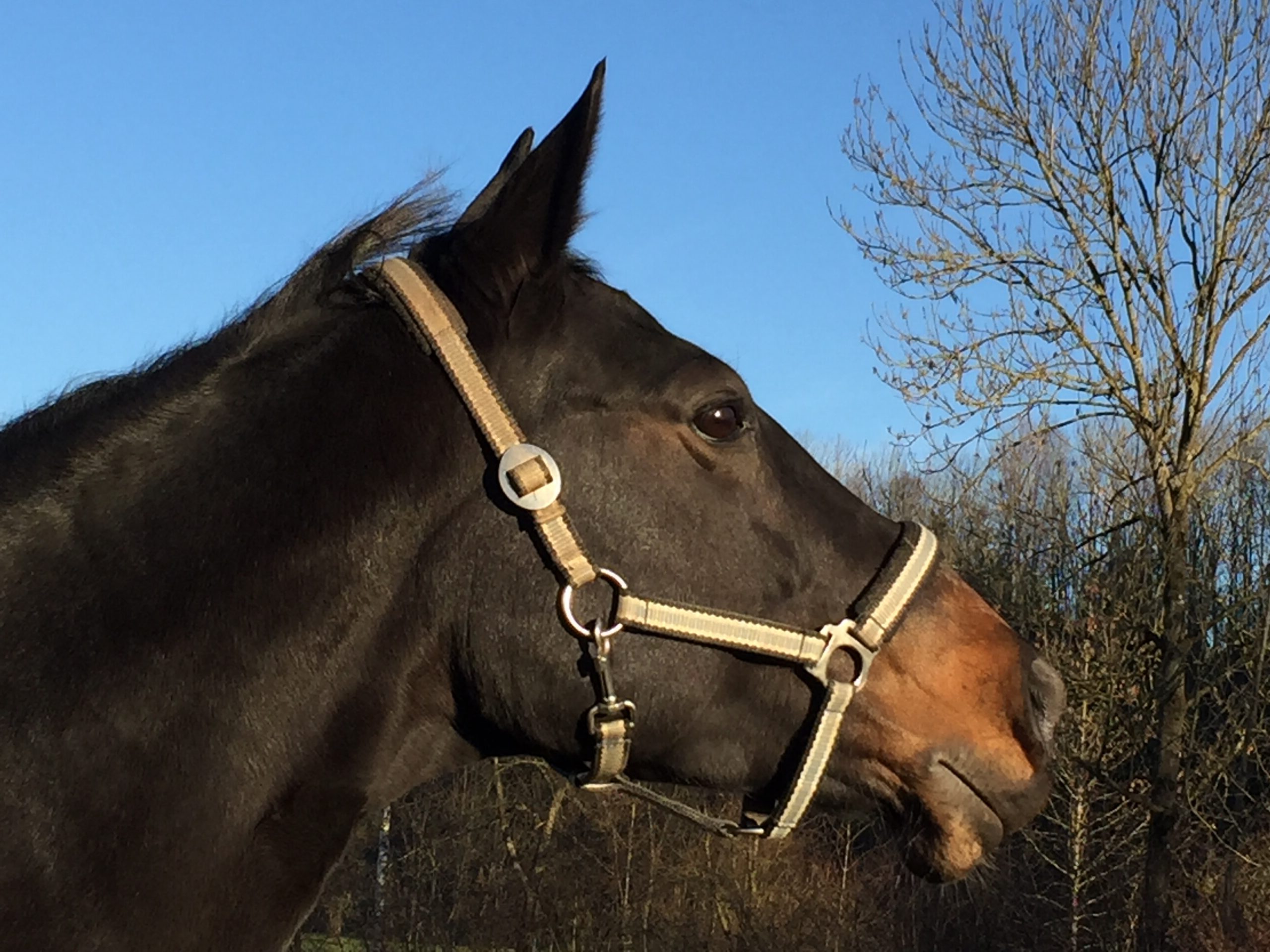 2016-12-10 14.52.48 Verspannungen Pferd