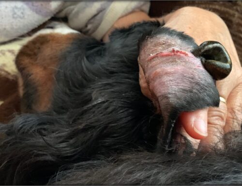 Blutohr Praxisfall Berner Sennenhund