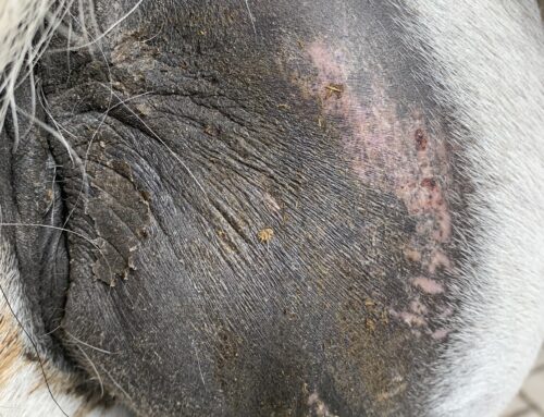 Hämatom Pferd sehr gross