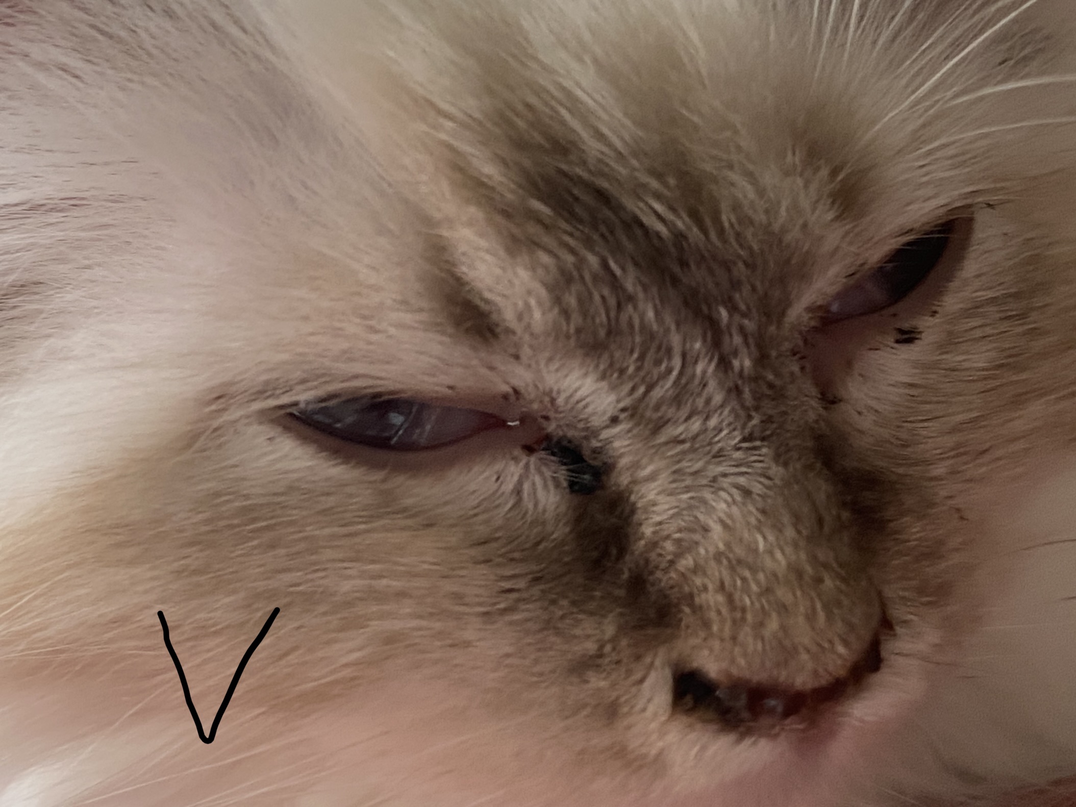 Chronischer Katzenschnupfen Katzenschnupfen vor Tierarztbesuch, März 23